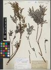 Foto von Salix repens subsp. incubacea (L.) A. Neumann